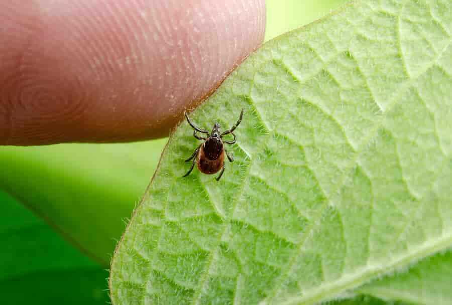 Biorezonans ile Lyme hastalığı tedavisi